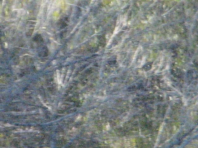 2009/10(October)/Misc/640x480_20100206 543.JPG